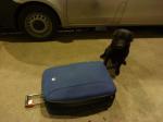 Pies Heros siedzi przy walizce
