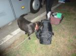 Pies Heros zaznacza bagaż, w którym przemycane są papierosy
