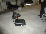 Czarny labrador Heros obwąchuje walizkę