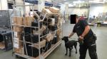 funkcjonariusz i pies stoją obok stosu przesyłek