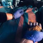 dłoń w rękawiczce funkcjonariusza służby celno-skarbowej trzyma, a w dłoni garść znalezionego tytoniu