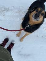 Pies na smyczy siedzi na śniegu