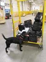 Czarny pies stoi na tle paczek w kontenerze