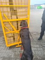 Czarny pies wspina się łąpami na kontener z przesyłkami